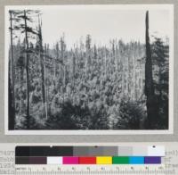 Redwood Region. Looking across (westward) Hobbs Wall & Company's last slack line setting, of 1934-5. Efforts made to preserve some seed trees. Main seed source is body of trees in background at outer edge of setting. View from below Redwood Highway, 100 ft. below highway post B 391+00 and from top of Douglas fir stump. August 20, 1948. E. F