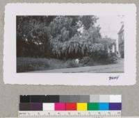 Tamarix parvifolia in full flower on University of California campus near Mining Building. April 1952. Metcalf