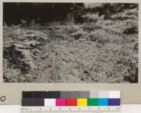 Volunteer redwood seedlings on the ashes of a trash fire in virgin forest. Stephens Grove, Redwood Highway, Miranda, California. String enclosed an area of 42" x 42", containing on August 8, 1934, sixty seedlings 1" to 4 1/2" high. Aug. 8, 1934. E.F