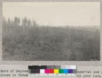 Burn of September 1933 through heavy chaparral and young pines in Tehama county near Inskip. Very poor lava rock soil. 1933. Metcalf