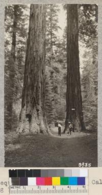 Two Sequoia giganteas in the Calaveras Grove of Big Trees. Picnic Day. June 1926. Metcalf