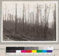 Redwood Selective Logging. Pacific Lumber Company. Monument Creek. Same area as #6506 but viewed from west. 1/29/39. E. F