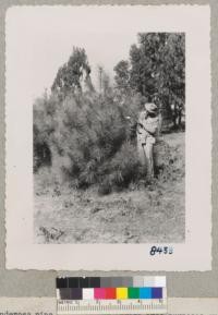 Ponderosa pine suitable for Christmas tree puposes growing on the King Ranch, Prunedale District, Monterey County. These trees are part of an old Soil Conservation Service planting approximately 8 years old at time of picture. Grah in picture. March 1950. Grah