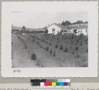 Douglas fir Christmas tree planting of 1950 at the F. C. Blows place Aptos, Santa Cruz County. Survival 86% with removal of weeds - no summer irrigation 1951. Metcalf. Sept. 1951