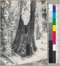 The Tuolumne Tree - Tuolumne Grove, on Big Oak Flat Road, near Crane Flat. Yosemite National Park. Opening is 10' wide, 15' long and 15' high. 8-18-39 E.F