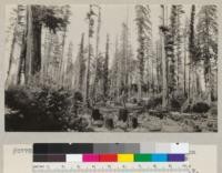 Possibilites of leaving seed trees on split-stuff cuttings. John Burman's land, Mowry Creek, near Weott, California. July 27, 1934. E. F