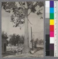 Large Eucalyptus globulus on street in San Jose being cut by F. J. Gillespie