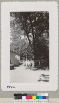 Trees of Populus tomentosa near the mess hall at State Division of Forestry Placer County headquarters. Probably about 12 years old. Aug. 3, 1950. These are remarkably straight and fine trees and appear to be from the Siberian poplar grown from cuttings at State Nursery. W. Metcalf