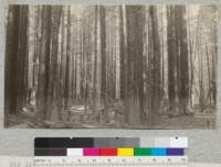 Big River, Mendocino County, California. Second growth redwood, plot #1, 60 years old. Note mud line from a flood. March 1923, E.F