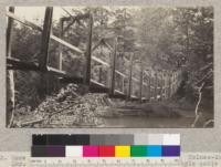 Home made suspension bridge over Yager Creek. Holmes-Eureka Lumber Company, Carlotta, California. Suspended from single cable - old yarding cable, 2-1' cables doubled. May 1921