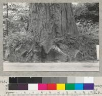 Redwood. A tree in the Boardman Grove whose roots have been cut off for the Highway. For the top, see #6772. Some of the angular root cuts measure 48" across. See also #5193-4 and 6939. 6-17-40, E.F