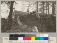 Redwood Utilization Study. Tree #1243, a very large hollow goose pen. See also photo #4050. E. F. Sept. 23, 1928