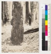 Redwood. Same stub shown in #6932. Note depression. Ground level has been raised by deposition of silt and gravel caused by change in course of stream. Close-up to show straight grain in portion in the hole which is 5'-6' deep. 7-3-41, E.F