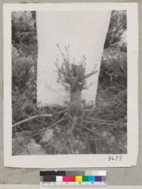 Treehaven Plantation. Oct. 1952. Stump of Douglas fir about 10 yrs. after planting. Felled 2 yrs. ago under pole line. Shows marked development of growth from dormant buds