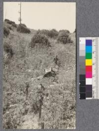 Row 1 (Norway maples) Campbell Creek Plantation on south side of creek towards top of ridge shows competition from fire weed and other weeds. August, 1922