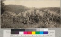 Redwood Region. Clearing of redwood cut-over land for stock ranch. William H. Oppenlander Ranch. Done in late 1920's or early 1930's and still in progress. Purchased from Albion Lumber Company. In about Sec. 36, T 17 N, R 16 W. The owner slashes the brush, builds border line fire trails, and then burns. Apparently achieving good results. See succeeding numbers for view of other parts of Ranch. 6-16-42. E.F