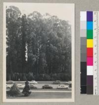 Eucalyptus Grove from Forestry School office window. 2/15/50. E.F