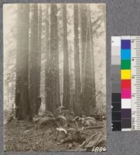 Secondgrowth Redwood Yield Study. Timber Cove - plot #2. A 53 year old stand of redwood on a poor site. 89 thousand board feet per acre. Oct. 1922