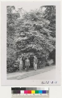 University of Wahington. Haddock, Lunnum, and Zivnuska at the arboretum before a dogwood in full flower in September. Metcalf. September 1952