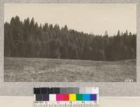 Fine stand of young Western Yellow pine surrounding a meadow near Challenge, Butte County, California. It is such stands as this in which owners have unwisely sold tie stumpage only to find themselves liable for a charge of perhaps $1.00 per acre for slash disposal. Residents here are much worried over the tie slashings which surround the town