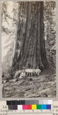 A large and healthy specimen of Sequoia gigantea on the east side of Redwood Canyon near Whitaker's Forest, 1929