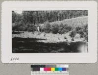 "Turn-up" Douglas firs, Crouch Ranch, Monterey County. Planted 1940. All have been cut once and several have been cut twice since the removal of the original Christmas trees. Show need for pruning and shaping. Metcalf. Sept. 1951