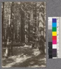 Secondgrowth Redwood Yield Study. North fork of Gualala River - plot #12 - a 41 year old stand of pure redwood - 110 thousand board feet per acre. Oct. 1922