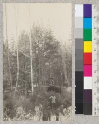 Looking across second growth cutting plot on Big River, March 25, 1925, showing Red Alders left in felling and 2 year growth of sprouts. Davis stands on the stump of original cutting 65 years ago, Ellis on ground. One stump of tree cut 20 years ago for piling is sprouting feebly since stand was opened in 1923