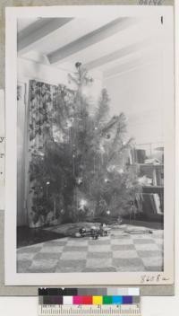 A monterey pine Christmas tree cut in Santa Cruz County near Aptos, and used in Berkeley Christmas 1951. These trees sold for $3.50 to $4.00 each on San Pablo Avenue, about the same as white fir. Metcalf