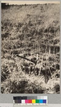 Tehachapi Flood Area. September 30, 1932. Remnant of bunch grass cover less heavily grazed than surrounding areas which effectively prevented gulleying in the cloudburst area. Lowdermilk