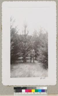 Scots pine, Pinus sylvestris. Treehaven, Sonoma County, August 2, 1950. Planted about 1944. Has grown too fast to be a desirable Christmas tree. Metcalf