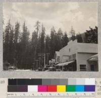 View of tops of trees in grove on south edge of Weott on Redwood Highway, Humboldt County, California. Taken for record and for later observation of changes in tops. This photo one of a series of four (#5528-31). 7-14-32, E.F