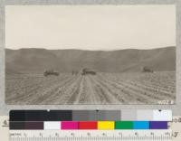 Lima beans on bottomland at Berylwood produce 15-20 sacks per acre under irrigation. Those on hillsides only 2-5 sacks under dry farming. Top soil badly washed by winter rains. Metcalf. June 1927