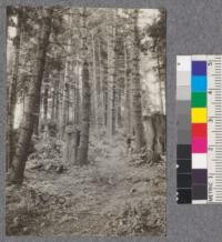 Arcata, Plot 10 Redwood Yield Study. Sept. 1922. Fir chiefly Abies grandis