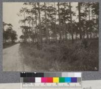 Longleaf Pine near Deland, Florida. The stand in the picture is unusually dense. In this part of Florida the timber averages only about 2,000 feet per acre. D.T. Mason '19