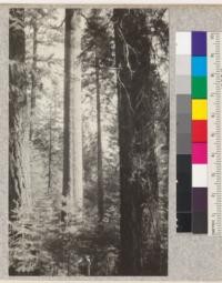 Clear length in virgin Sugar pine. A tree about 6 feet diameter at breast height. Close to Camp Califorest, Meadow Valley, Plumas County, California. July, 1924