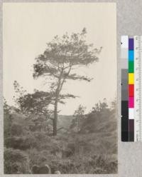 Torrey Pines (Pinus torreyana) near Del Mar, San Diego County, California. Ansel Hall, March 1925