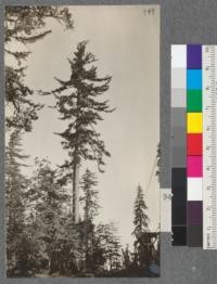 Top of a mature Sugar Pine, near top of ridge along Spanish Peak Lumber Company's tramway. Plumas County, California. August, 1920. E.F