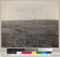 Pine stump land west of Higgins Lake Forest, Michigan. As fine a forest as ever grew once occupied this area. Result of recurring fires. May, 1924. Schaaf