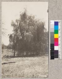 Remarkable growth of a willow, Salix fragilis pendula at the Chico Forestry Station. Planted 1917. Photographed June, 1921