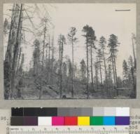 Redwoods left by John Burman's split products layout of 1936, further cut in 1937 by Burgess of Weott for shingle bolts. East of Redwood Highway and south of Garden Club Grove entrance. After first slash burn. Burned accidentally second time. 5-14-38. July 1938. E.F