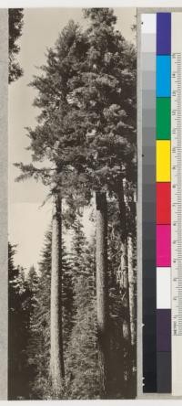 Companion picture of a sugar pine and white fir in Section 25 T 24 N, R8E, near Camp Califorest. #4009 shows the trunk and #4008 the tops. E. F. July, 1926