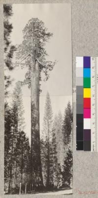 A giant Sequoia gigantea in Whitaker's Forest. July 8, 1921