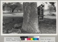 4/19/41. Phoenix, Arizona. Large cork oak tree on Pinal Ranch, Miami, Arizona. B. E. Tade, Phoenix