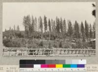 A very interesting stand of western yellow pine at the mill of the Spanish Peak Lumber Company near Camp Califorest. Conveyor taking lumber from sawmill to tramway shipping station in foreground. The picture shows an open stand of yellow pine reaching maturity, with the open land surrounding it heavily covered with reproduction of principally the same species but including also others of the region. The ground under the trees is fairly open, with a few white firs and a casual sugar pine sapling scattered about. July, 1926