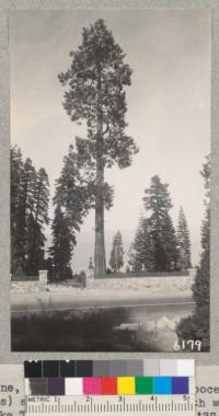 A fine, mature incense cedar (Libocedrus decurrens) at side of the highway with white firs and Lake Tahoe in the background. '37. Metcalf