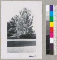 Aleppo pines, Pinus halepensis, on Davis Campus west of Administration Building. July 1952. Metcalf