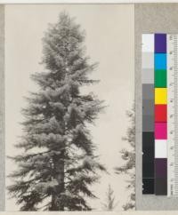 The top of a Red fir (Abies magnifica) near the head waters of Schneider Creek, in the southern end of Section 34. Note the stiff, rank foliage and the reflection of the sunlight upon the silvery foliage. Elevation Between 5000' and 5500'. Tree was about 24'' diameter at breast height