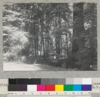 Redwood. Sample strip. Franklin K. Lane Grove from near old Highway. 6-17-40 E.F