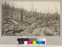 Close view of north aspect along Castle Creek, Shasta County, where heavy fire of August, 1924 burned through heavy logging slash and brush. There is no evidence of conifer reproduction in July 1925, but brush species and Black Oak, Tan Oak, Maple, etc. are sprouting. No seed trees left. 1925. Negative not in collection, August, 1927